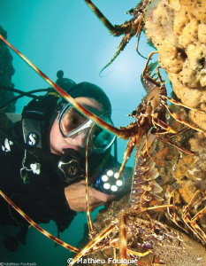 lobsters and diver by Mathieu Foulquié 
